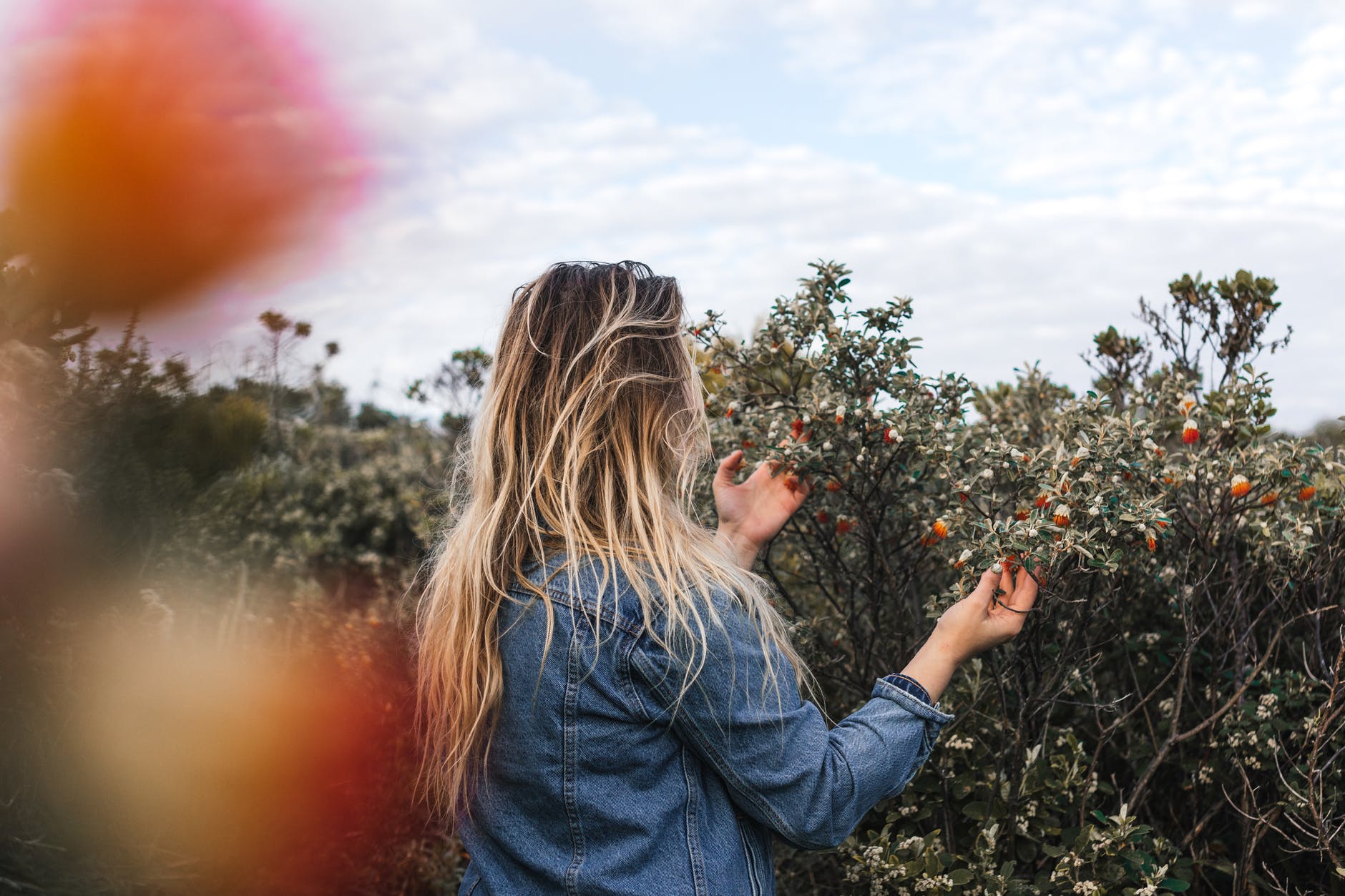 anonymous woman touching fruits on shrubs in countryside